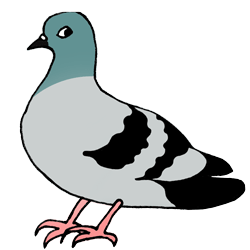 pigeon-test-new